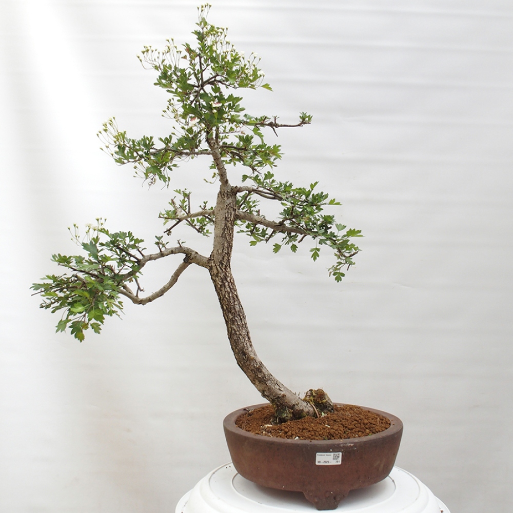 Vonkajší bonsai - Hloh - Crataegus monogyna