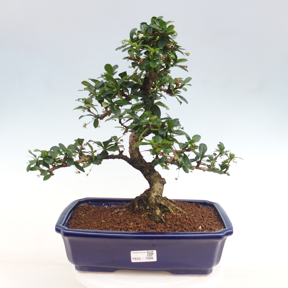 Izbové bonsaje - Carmona macrophylla - Tea fuki