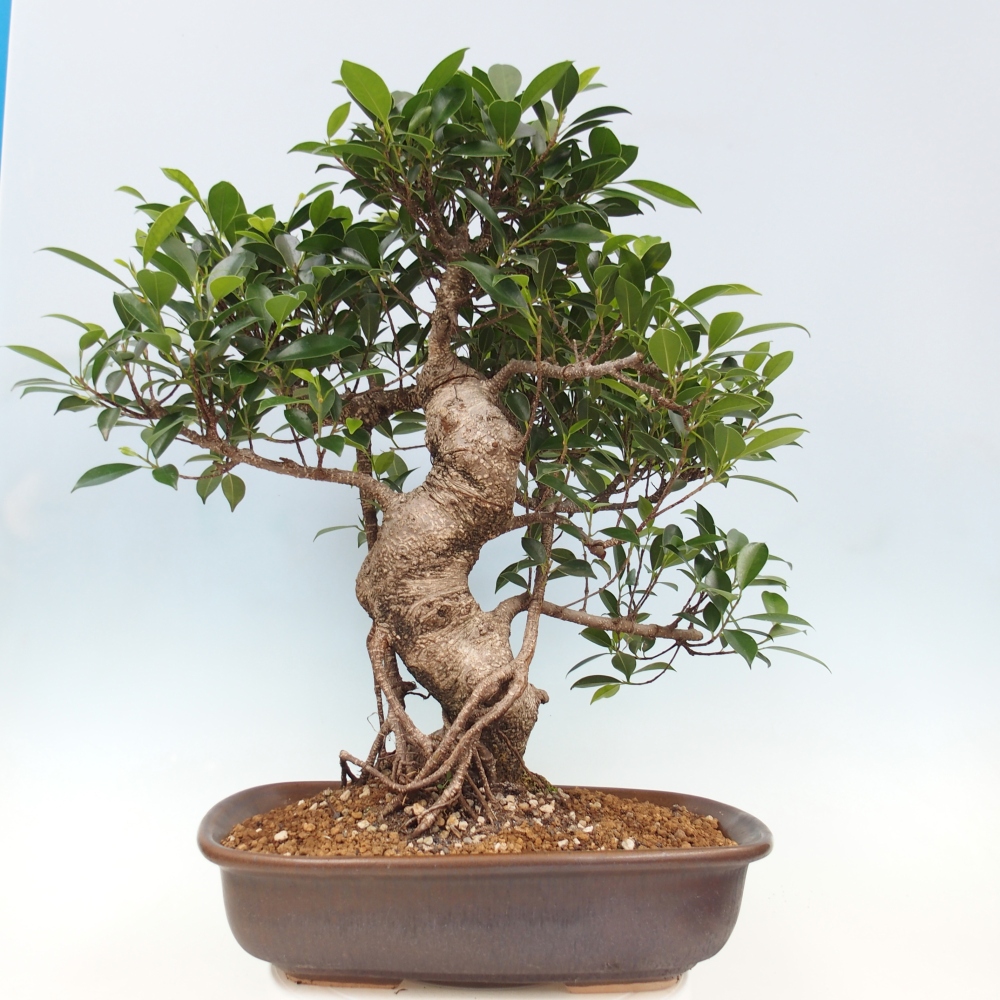 Izbový bonsaj - Ficus kimmen - drobnolistý fikus - len osobný odber alebo preprava na paletách