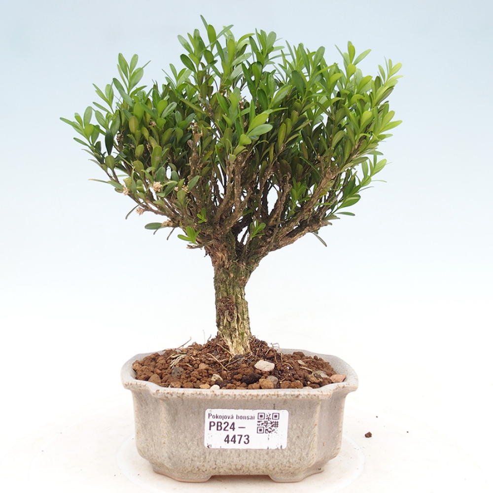 Izbová bonsai - Buxus harlandii - korkový buxus