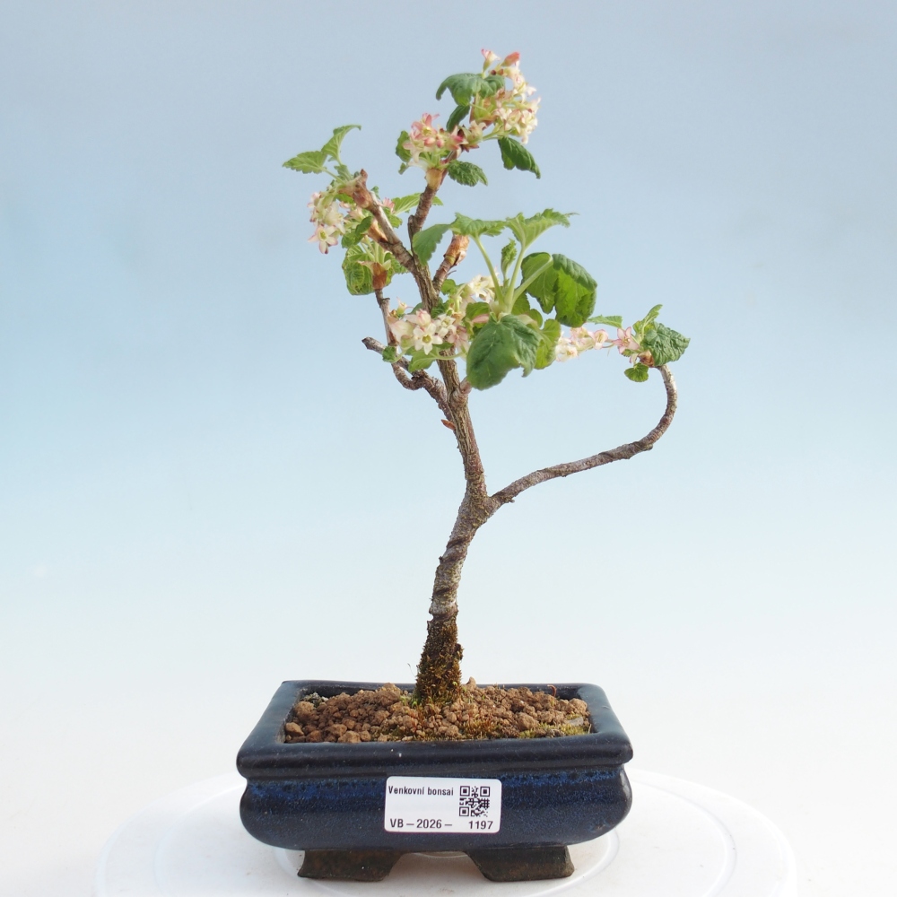 Vonkajší bonsai - Meruzalka krvavá - Ribes sanguneum