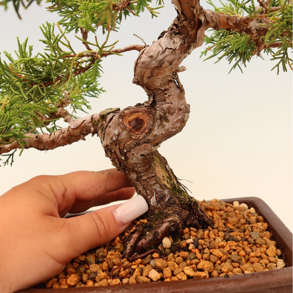 Vonkajší bonsaj - Juniperus chinensis Itoigawa