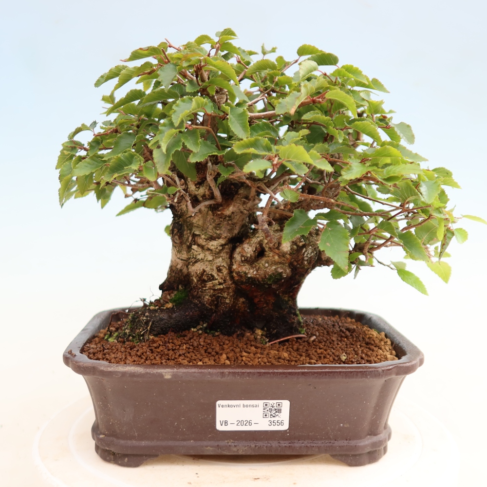 Vonkajšie bonsaje -Carpinus CARPINOIDES - Hrab kórejský