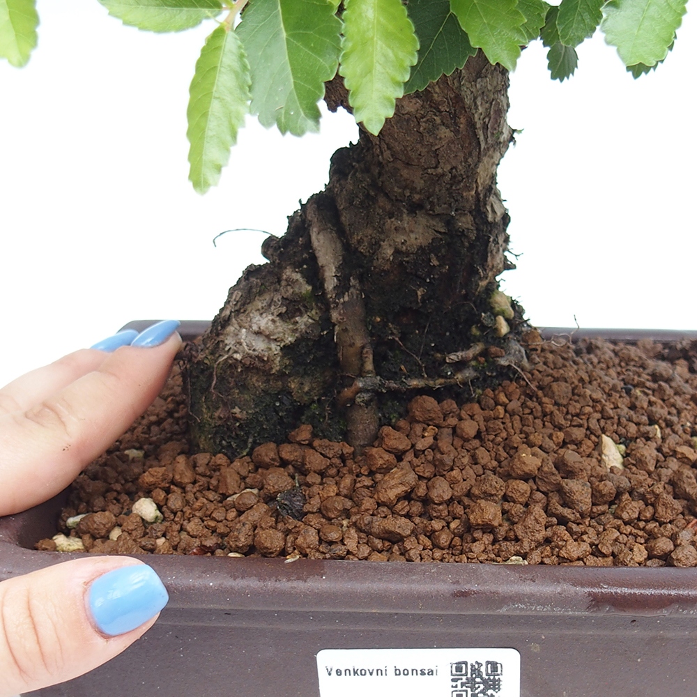 Vonkajšie bonsai - Zelkova - Zelkova Nirom