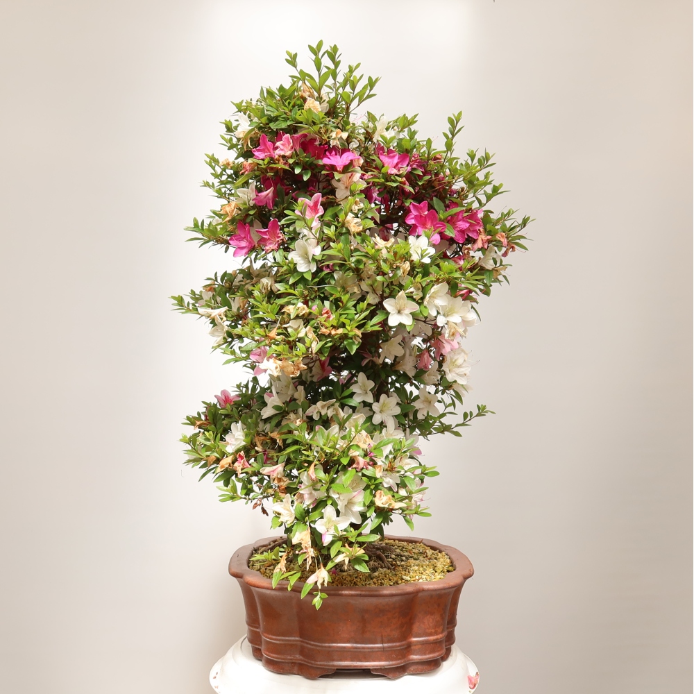 Vonkajšie bonsaje - Japonské azalky - Azalea Shunen