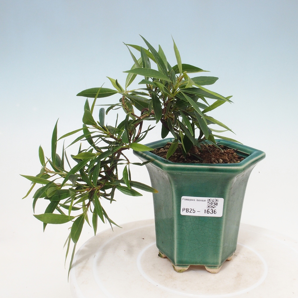 Izbová bonsai - Ficus nerifolia - malolistý fikus