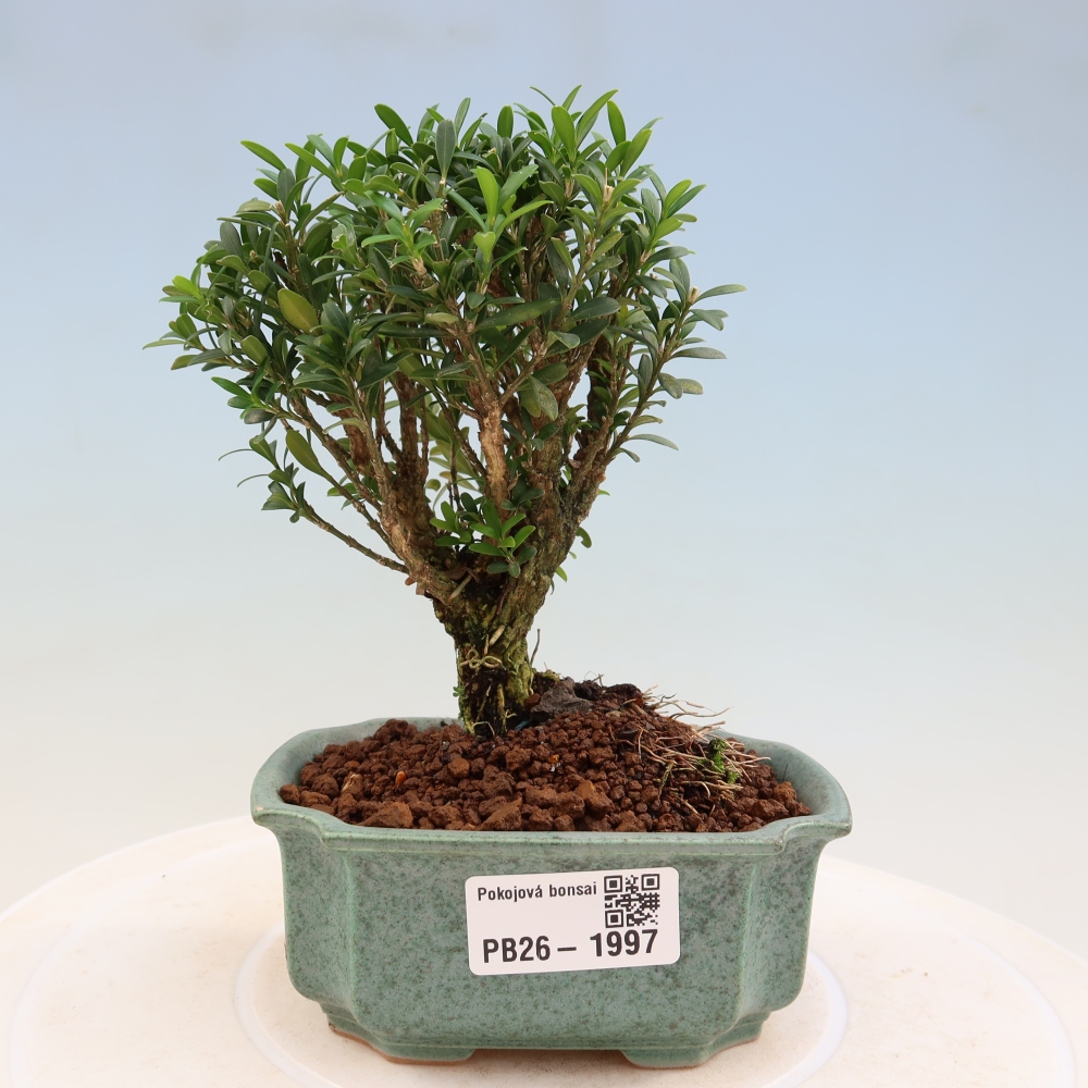 Izbové bonsaje - Buxus harlandii - korkový buxus