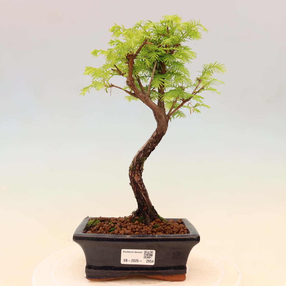 Vonkajšie bonsaje - Metasequoia glyptostroboides - čínska metasekvoja