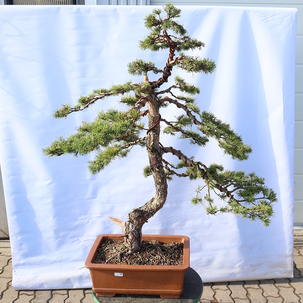 Pinus sylvestris Španielsko – borovica lesná