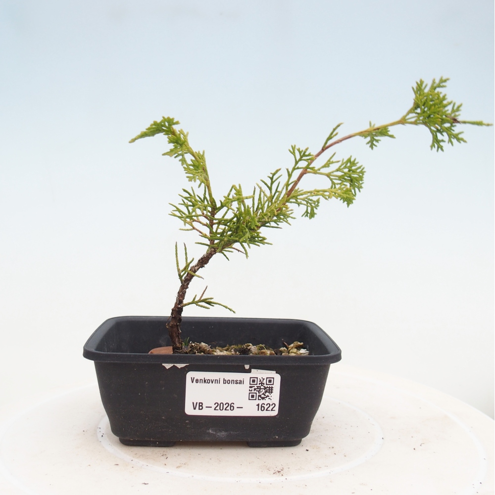 Vonkajší bonsaj - Juniperus chinensis Itoigawa