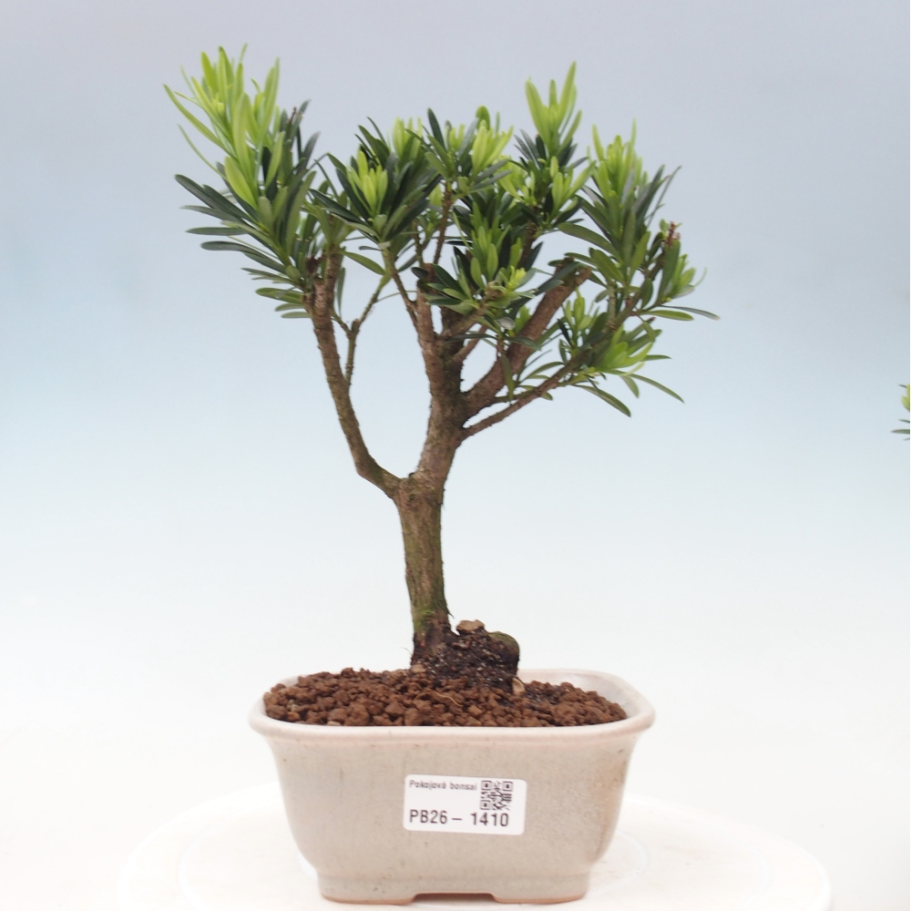 Izbové bonsaje - Podocarpus - Kamenný tis