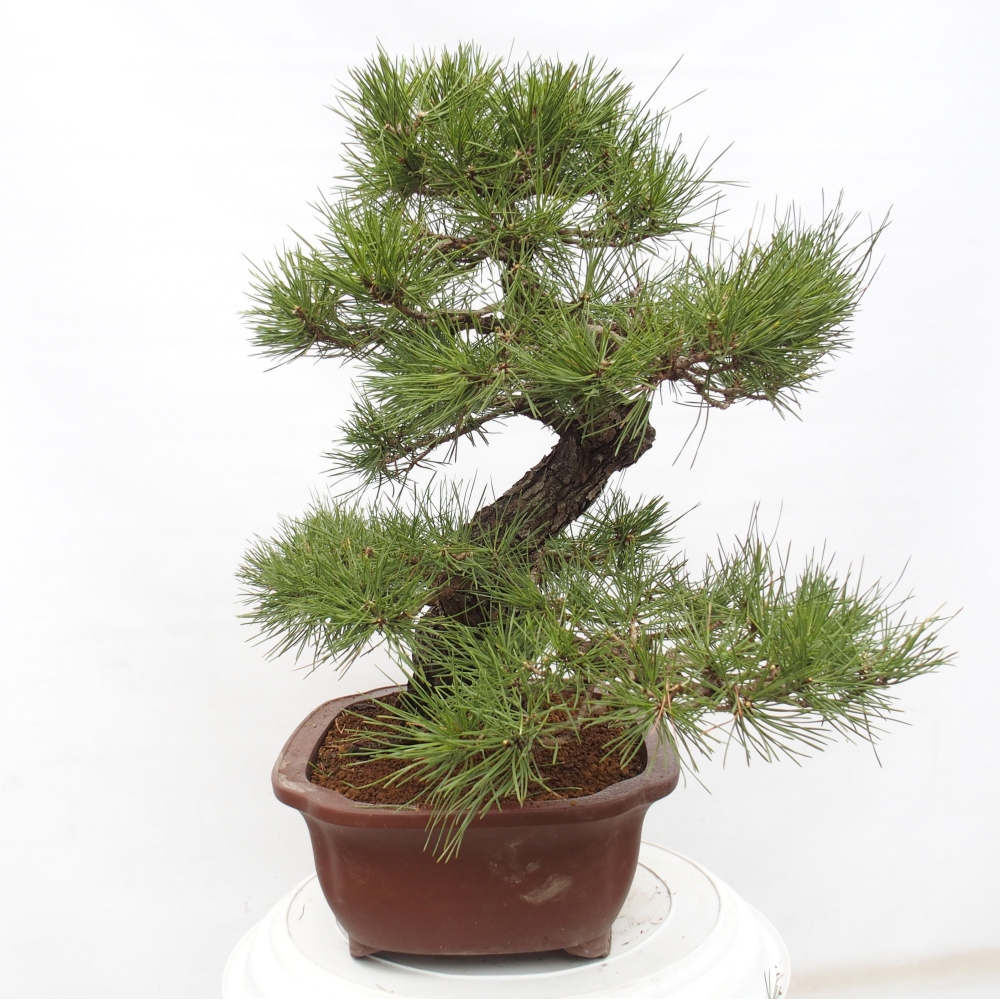 Vonkajšie bonsai - Pinus thunbergii - Borovica thunbergova