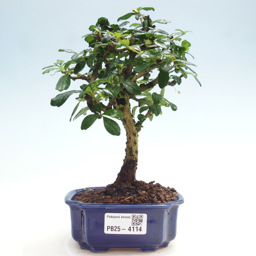 Izbová bonsai - Carmona macrophylla - Čaj fuki