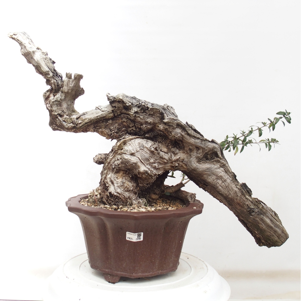 Izbová bonsai - Olea europaea sylvestris -Oliva evropská drobnolistá