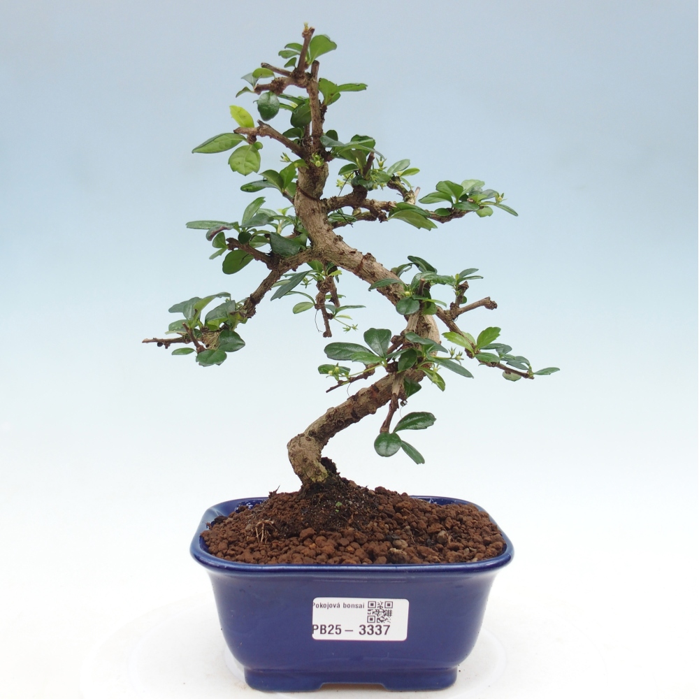 Izbová bonsai - Carmona macrophylla - Čaj fuki
