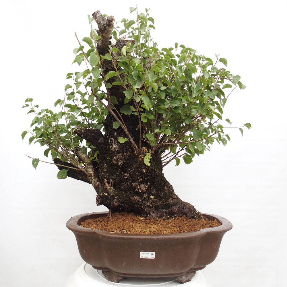Vonkajšie bonsai - Mahalebka - Prunus mahalieb
