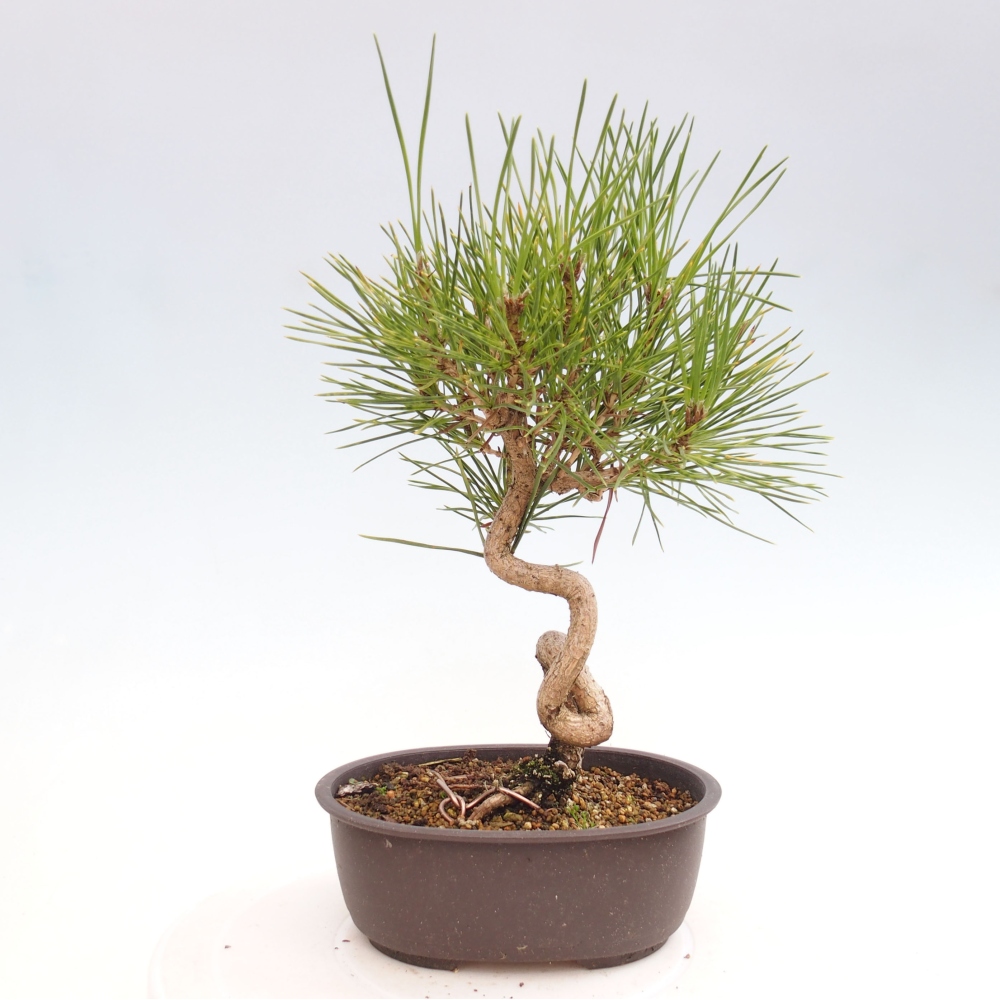 Vonkajší bonsai - Pinus thunbergii - Borovica thunbergova