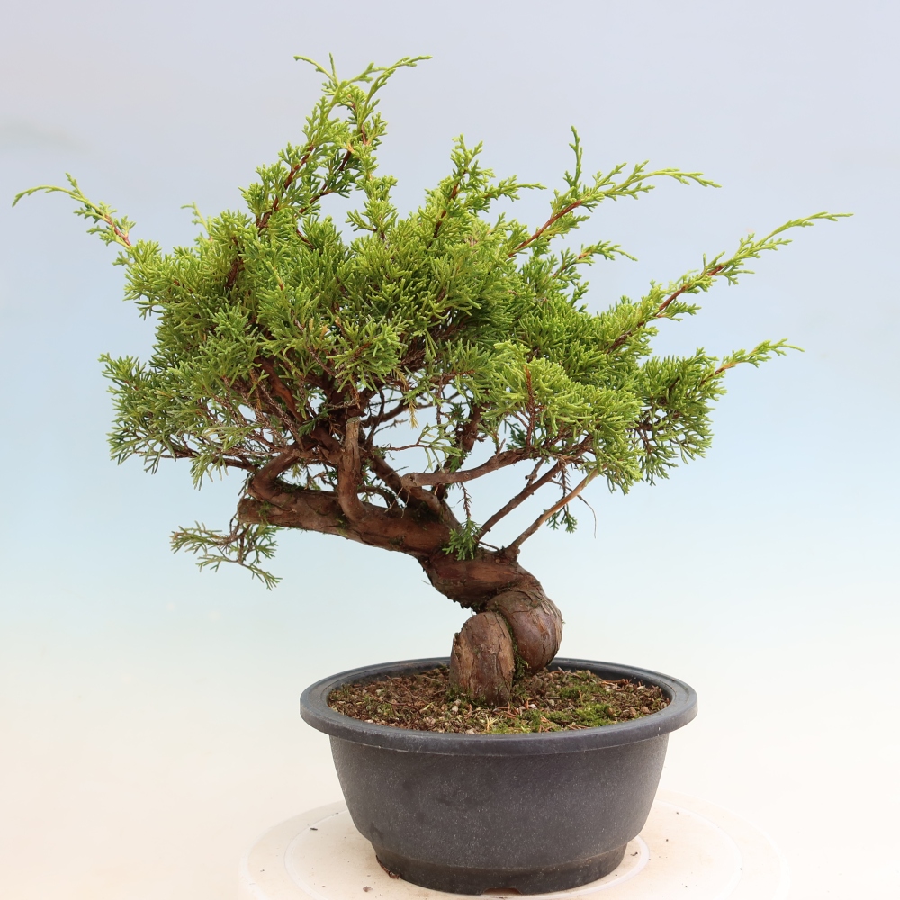 Vonkajší bonsai – Juniperus chinensis Itoigawa – čínsky jalovec