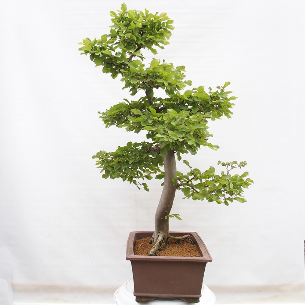 Vonkajší bonsai - Hrab obyčajný - Carpinus betulus