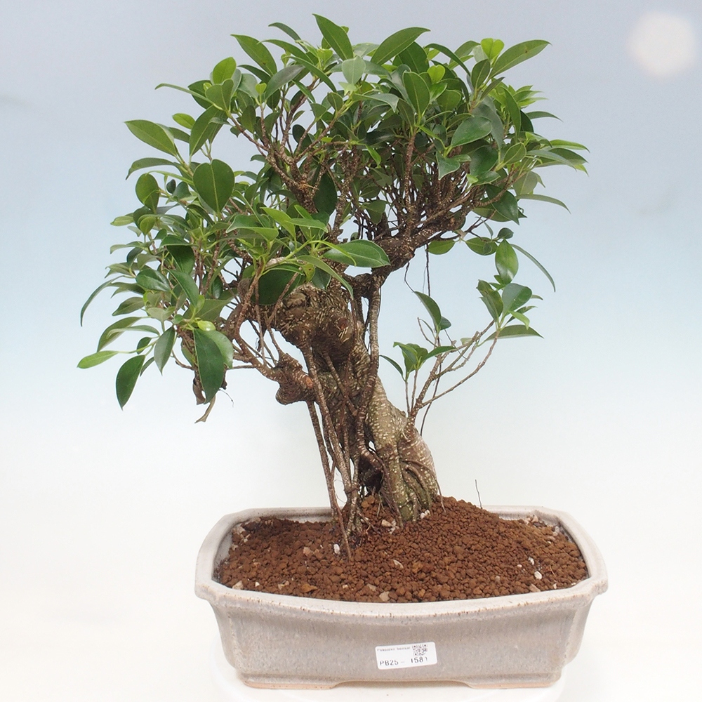 Izbová bonsai - Ficus kimmen - malolistý fikus