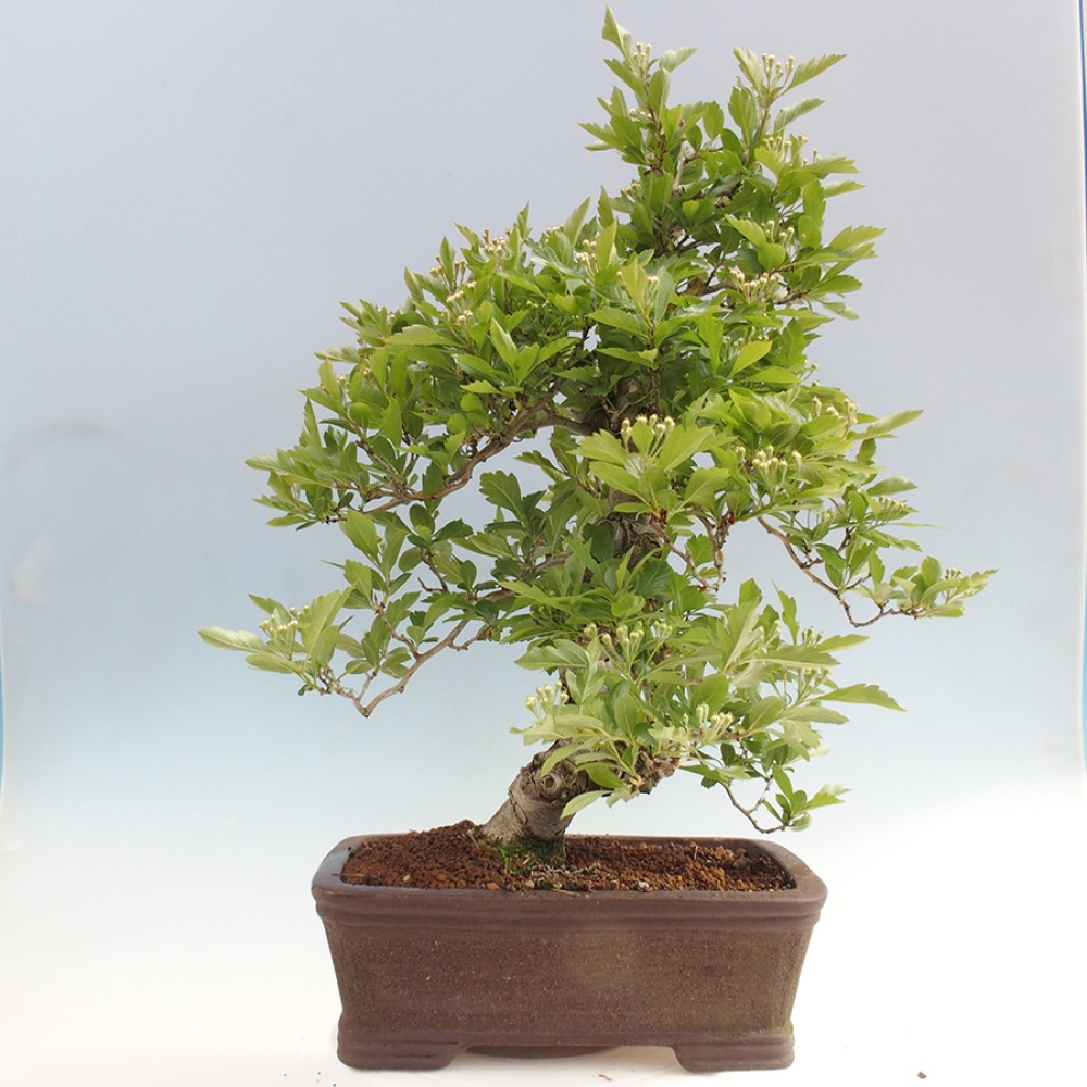 Vonkajší bonsai - Hloh klinovitý - Crataegus cuneata