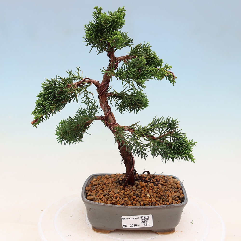 Vonkajší bonsaj - Juniperus chinensis Kishu