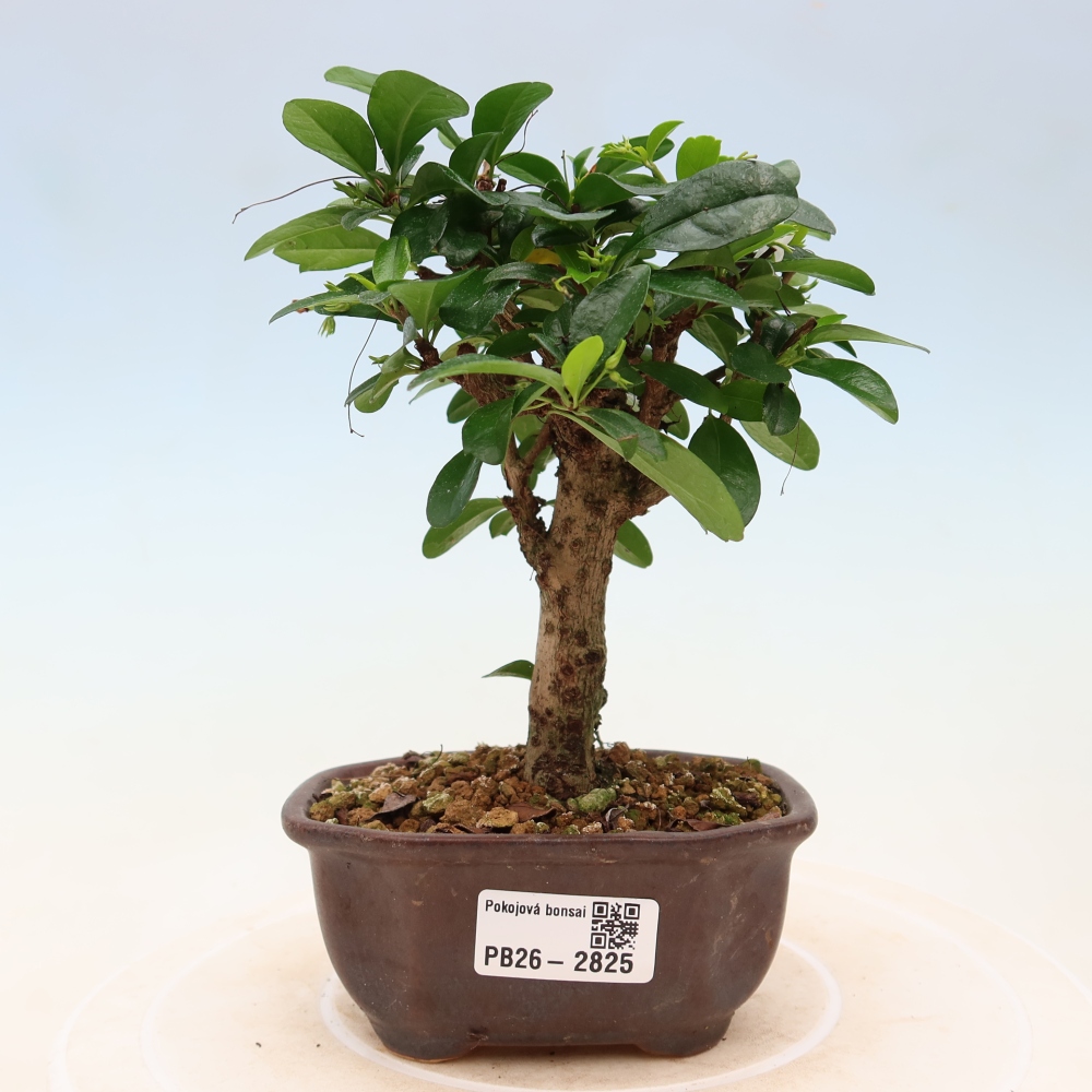 Izbové bonsaje - Carmona macrophylla - Tea fuki