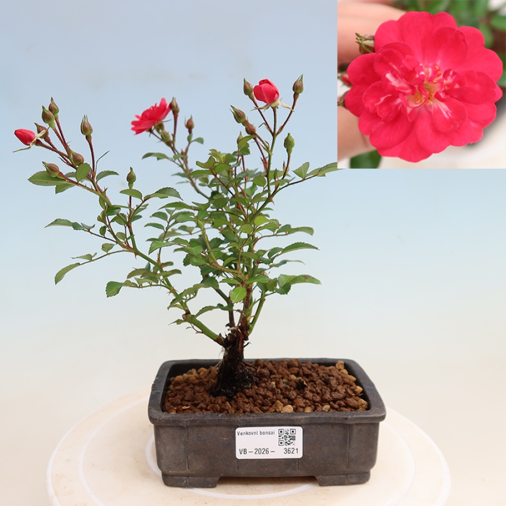 Vonkajšie bonsaje – Rosa Kordes – ruže