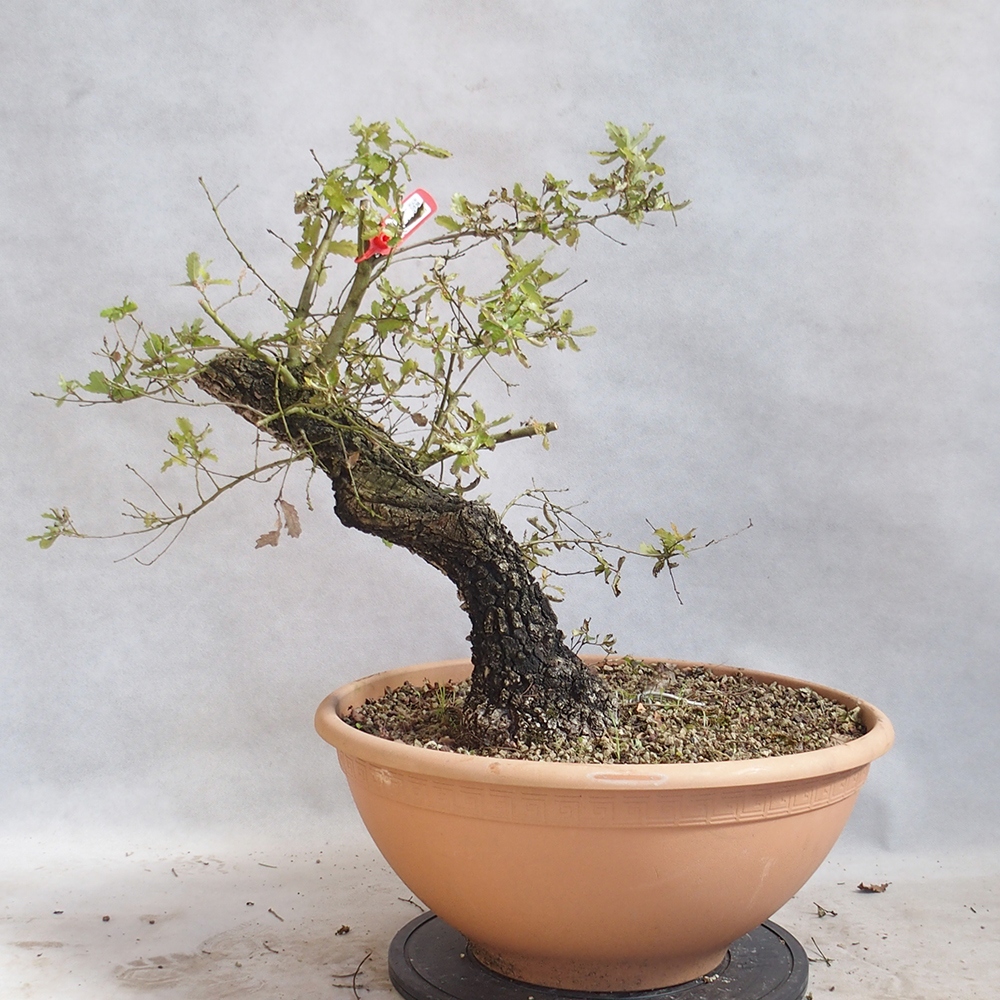 Vonkajší bonsai Quercus Cerris - Dub Cer