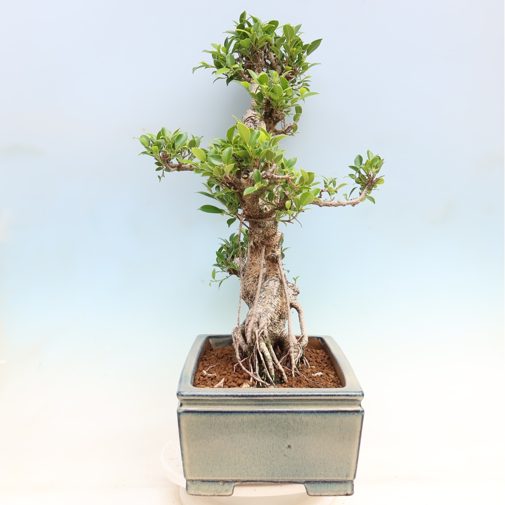 Izbové bonsaje - Ficus kimmen - drobnolistý fikus