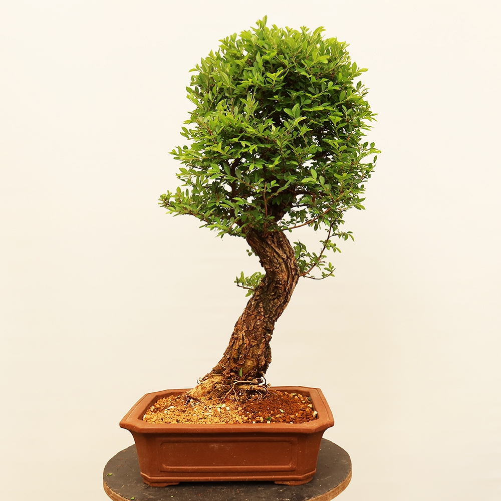 Vonkajšie bonsai - Zelkova - Zelkova NIRE