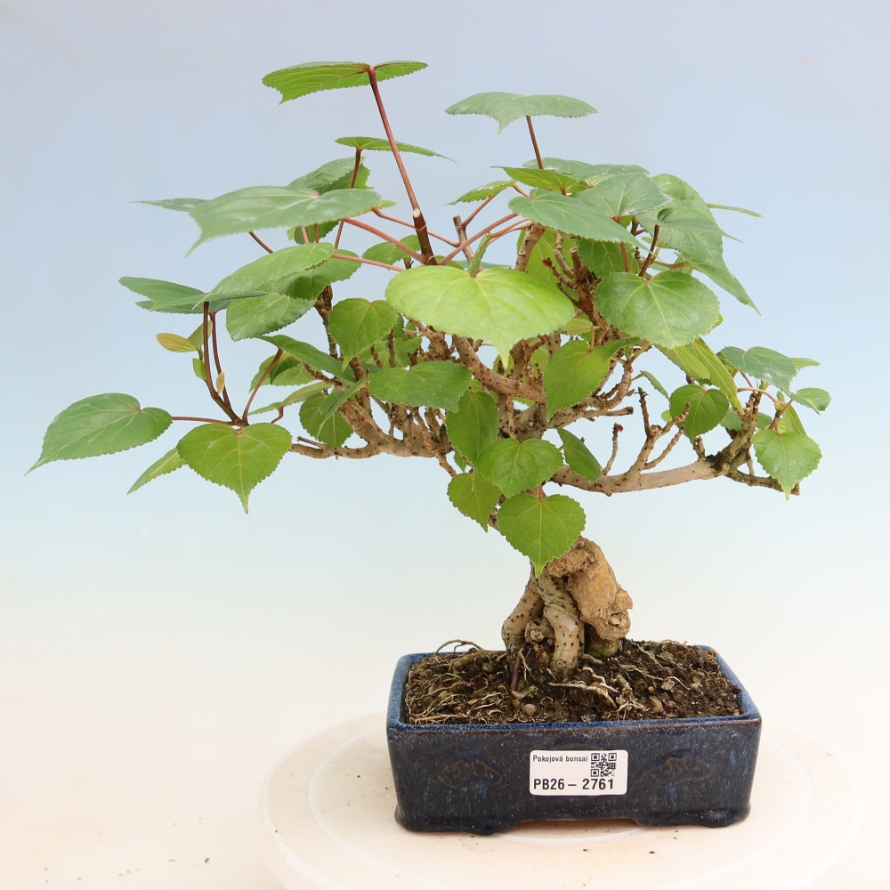 Izbový bonsaj - Hibiscus tiliaceus - Ibišek morský