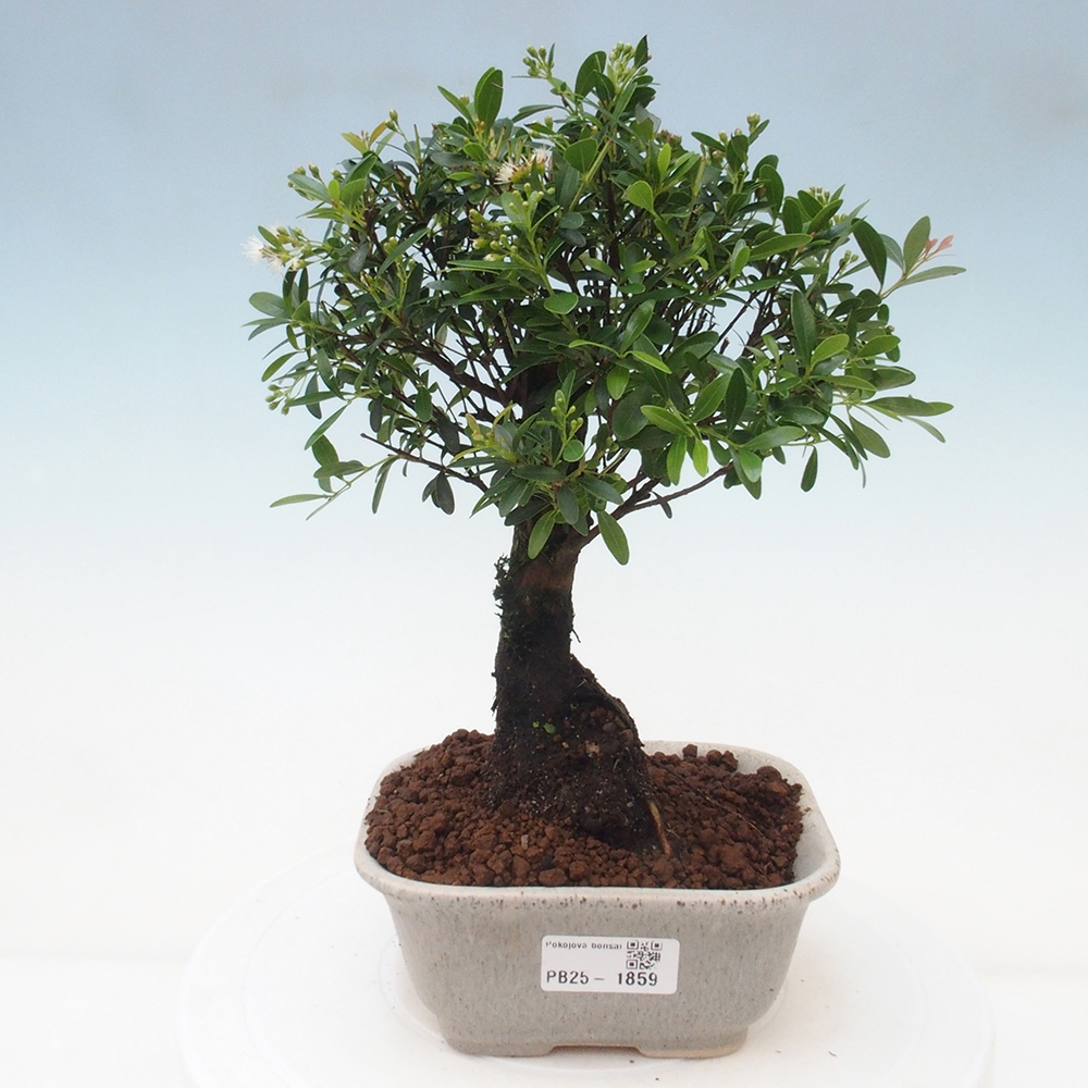 Izbová bonsai - Syzygium - pimentovníka