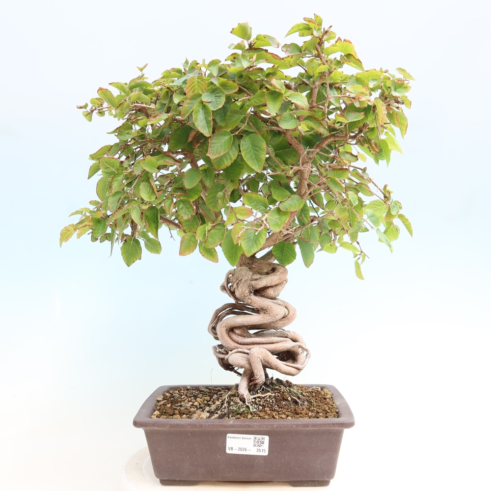 Vonkajšie bonsaje -Carpinus CARPINOIDES - Hrab kórejský
