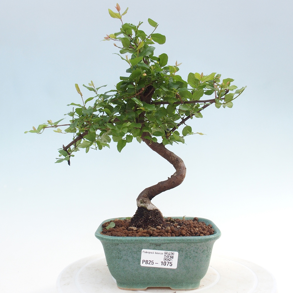 Izbová bonsai - Sagerécie thea - Sagerécie thea