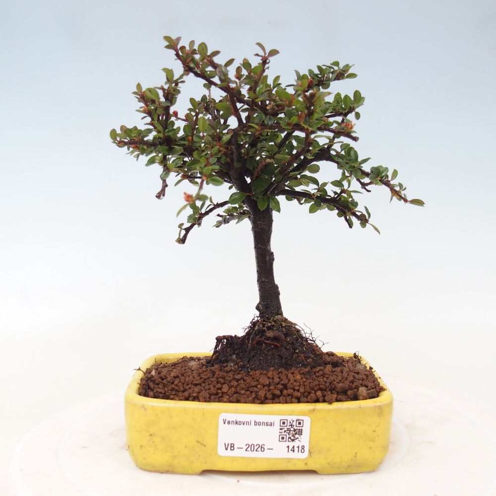 Vonkajší bonsai - Cotoneaster horizontalis - Skalník