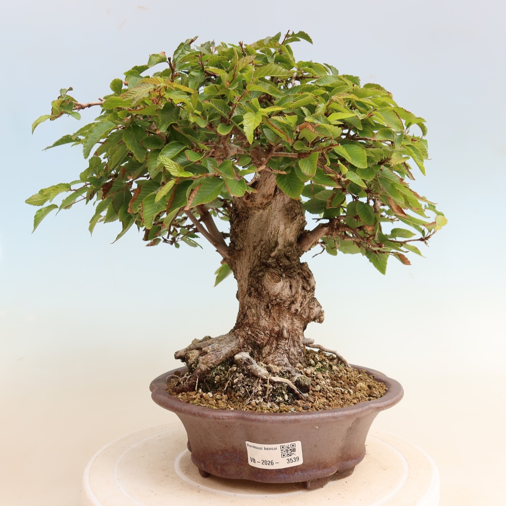 Vonkajšie bonsaje -Carpinus CARPINOIDES - Hrab kórejský