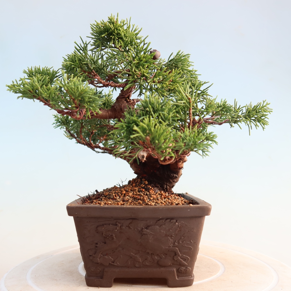 Vonkajší bonsai - Juniperus chinensis Itoigawa -Jalovec čínsky