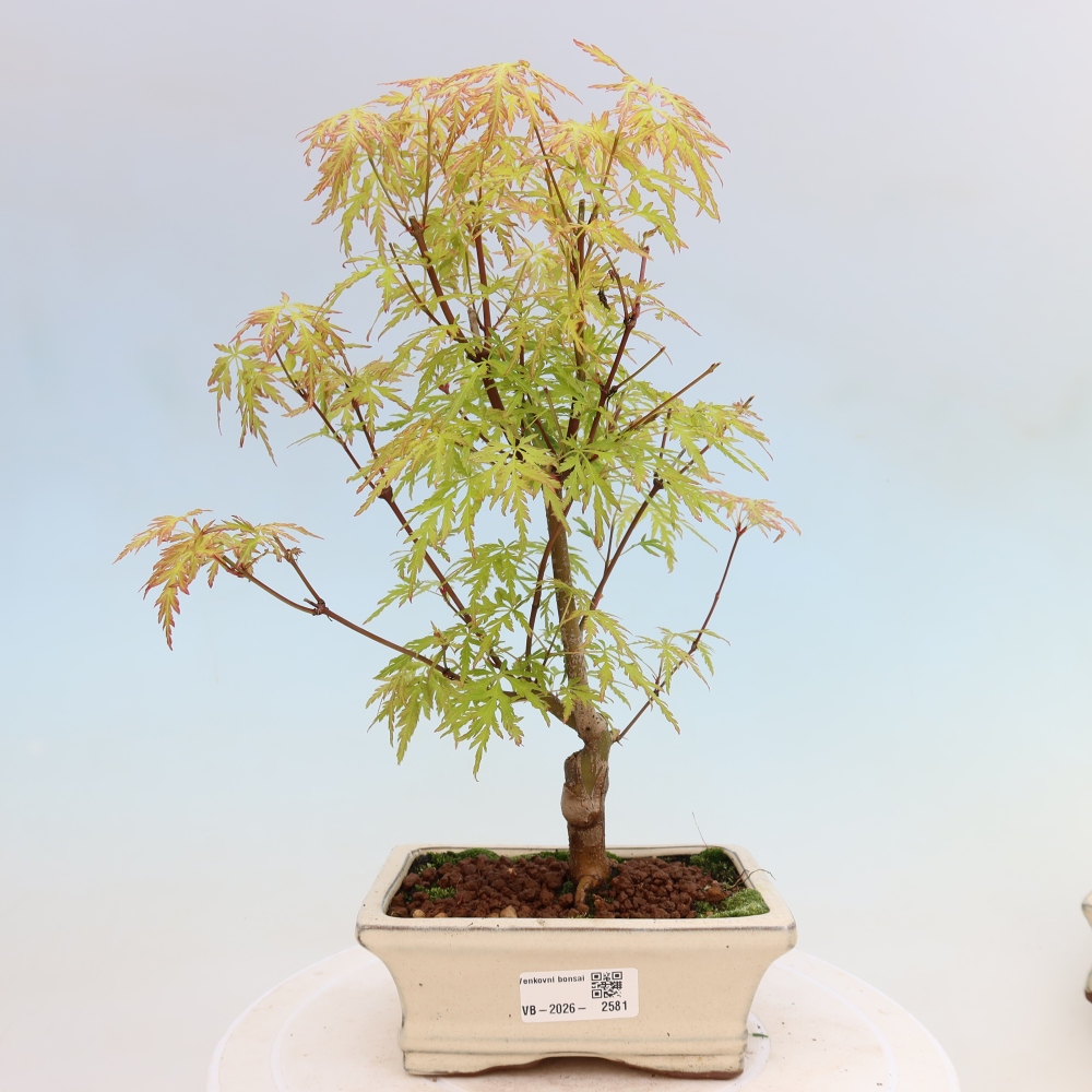 Vonkajší bonsai – Acer palmatum Dissectum – javor dlaňolistý 