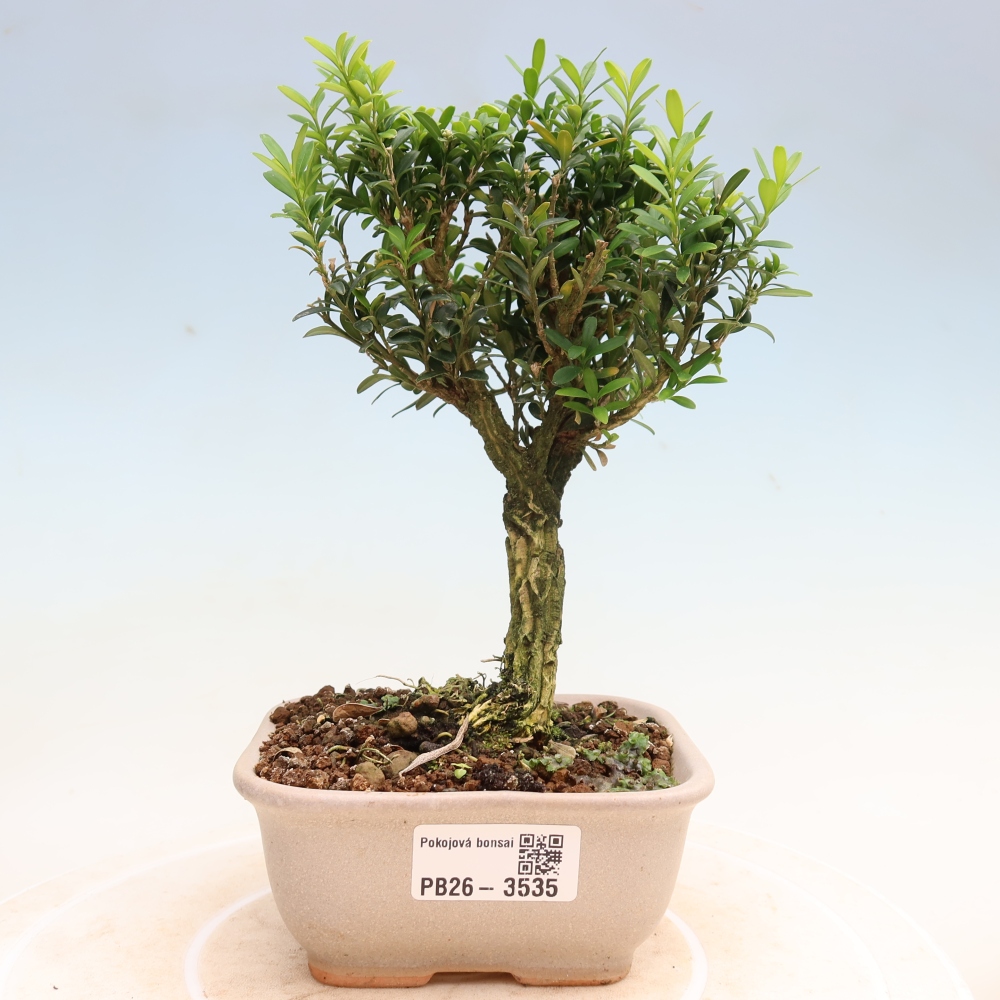 Izbové bonsaje - Buxus harlandii - korkový buxus