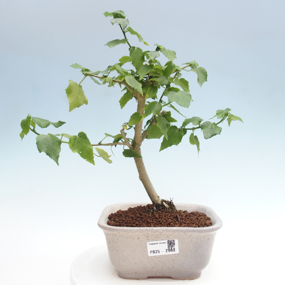 Izbová bonsai - Malvaviscus arboreus - ibištekovec drevnatý