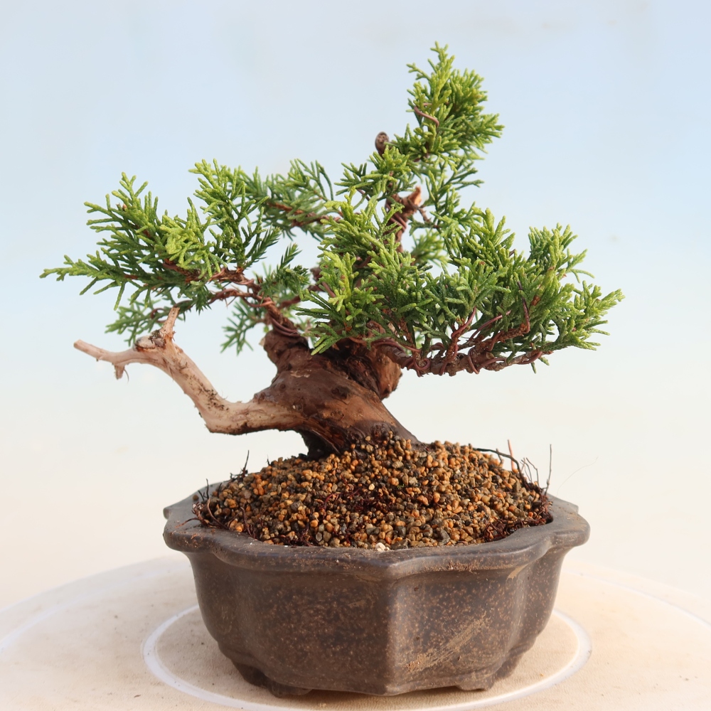 Vonkajší bonsai - Juniperus chinensis Itoigawa -Jalovec čínsky