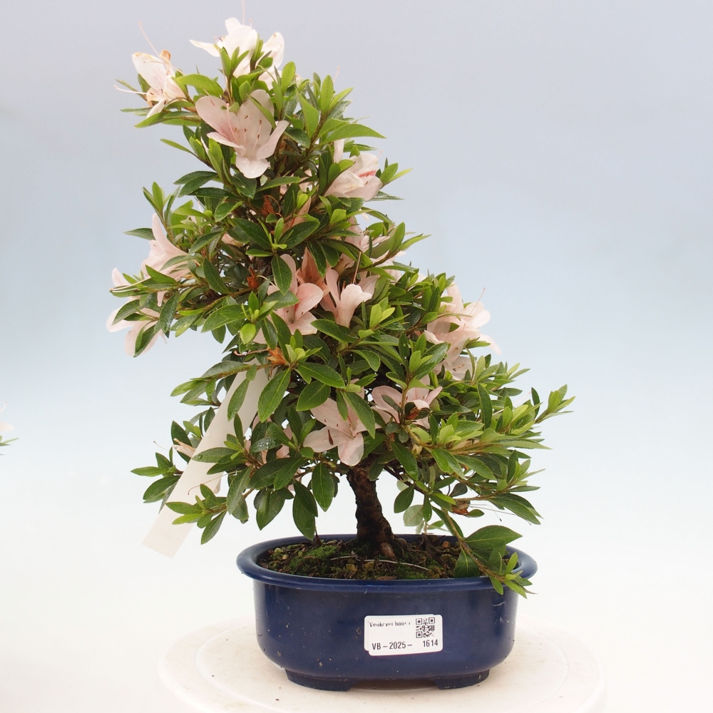 Vonkajší bonsai - Japonská azalka -  Azalea Nikko