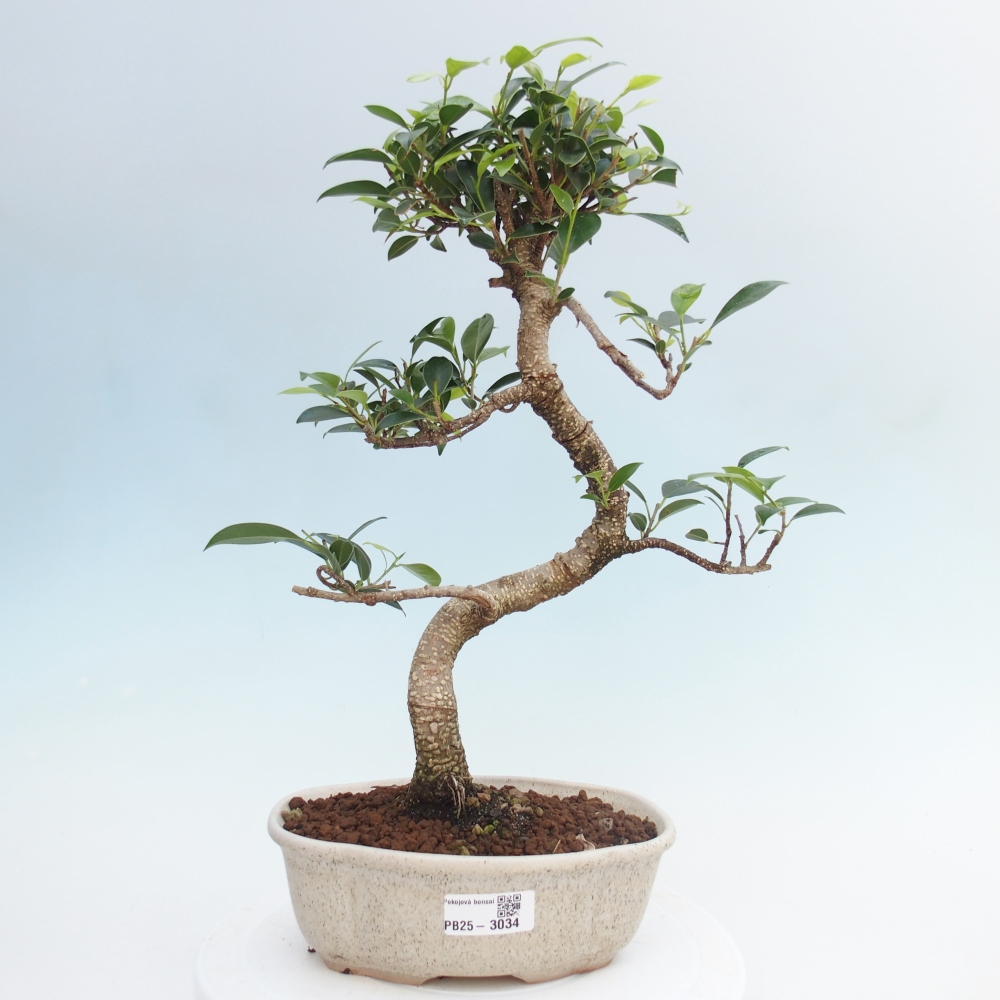 Izbová bonsai - Ficus retusa - malolistá fikus