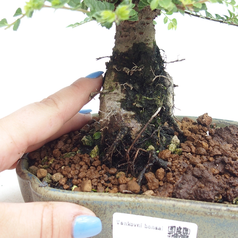 Vonkajší bonsai - Ulmus parvifolia Hokkaido - brest Čínsky