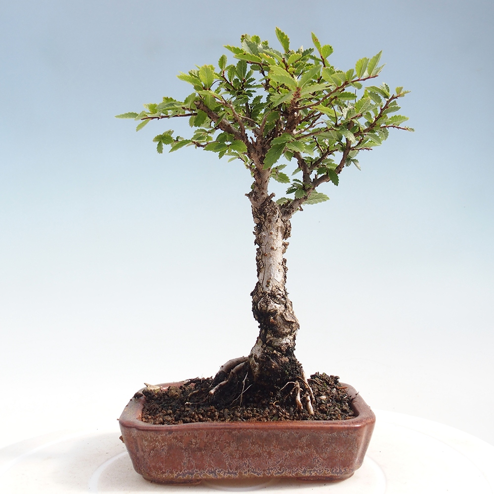 Vonkajšie bonsai - Zelkova - Zelkova Nirom