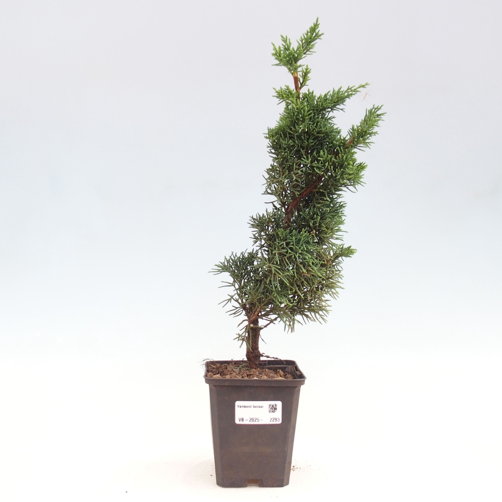 Vonkajšie bonsai - Juniperus chinensis Kishu -Jalovec čínsky