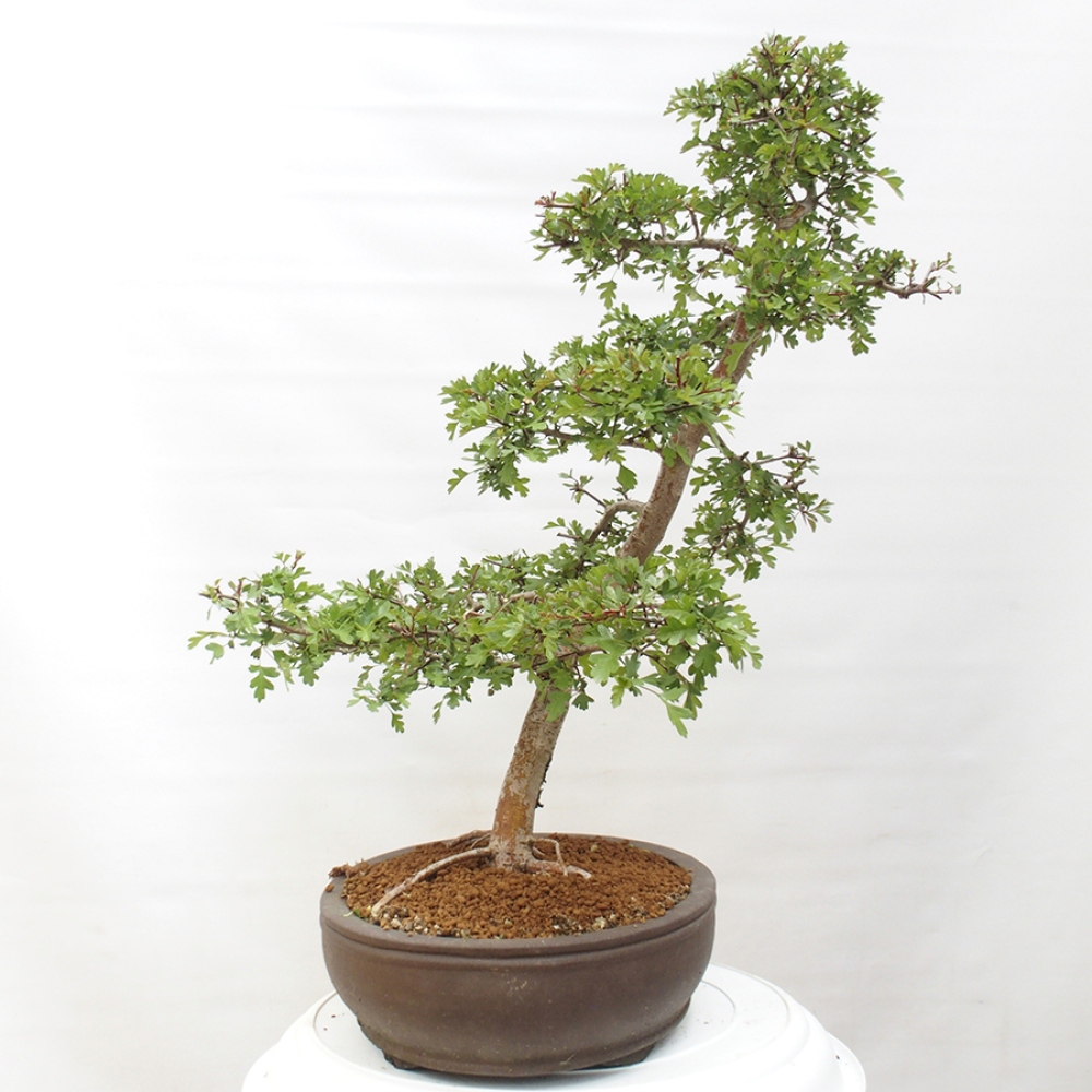 Vonkajší bonsai - Hloh - Crataegus monogyna