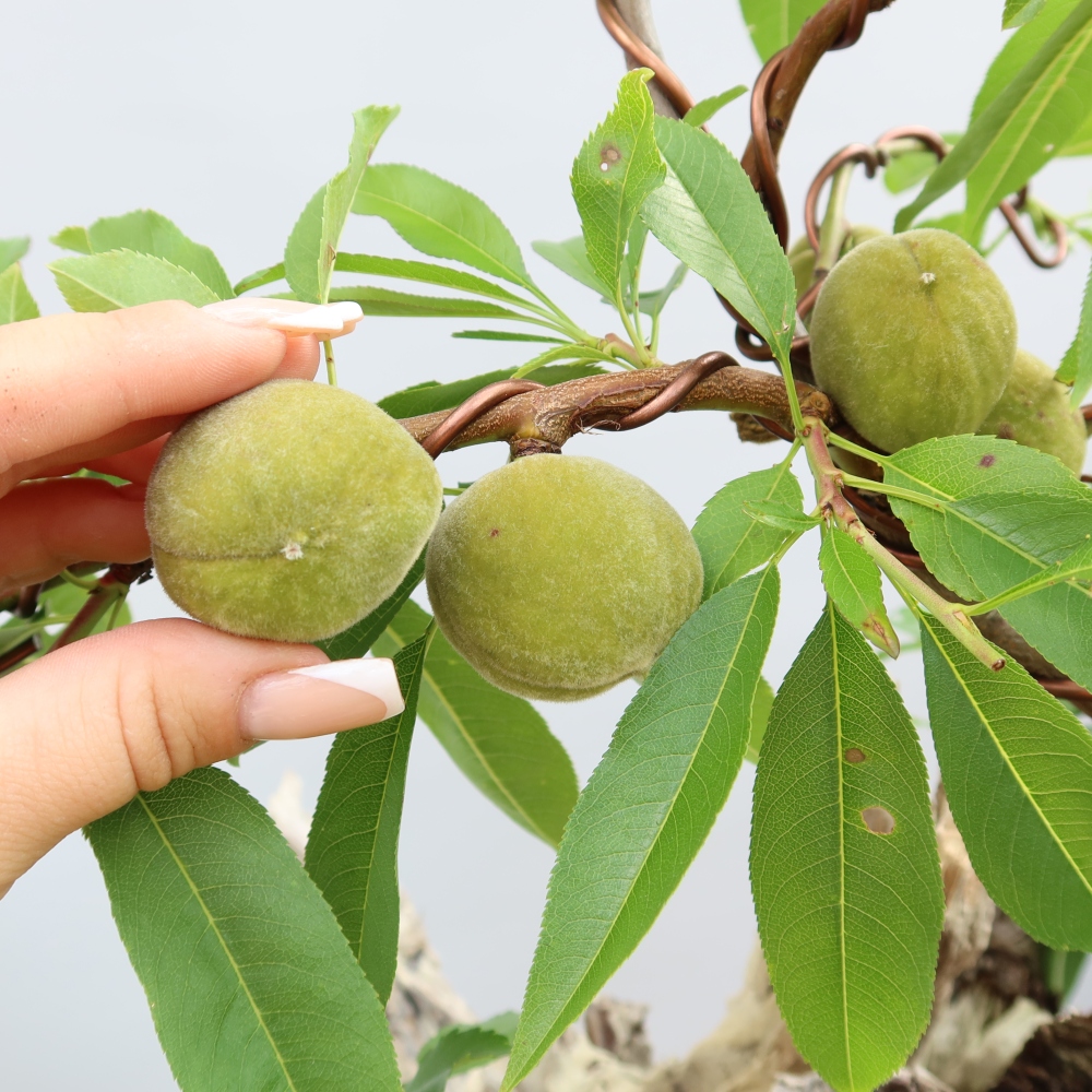 Vonkajšie bonsaje – Prunus dulcis – Mandľovník obyčajný