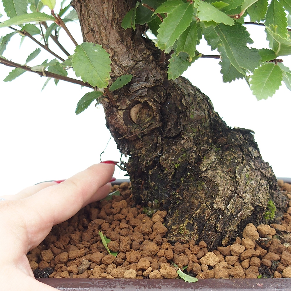 Vonkajšie bonsai - Zelkova - Zelkova Nirom